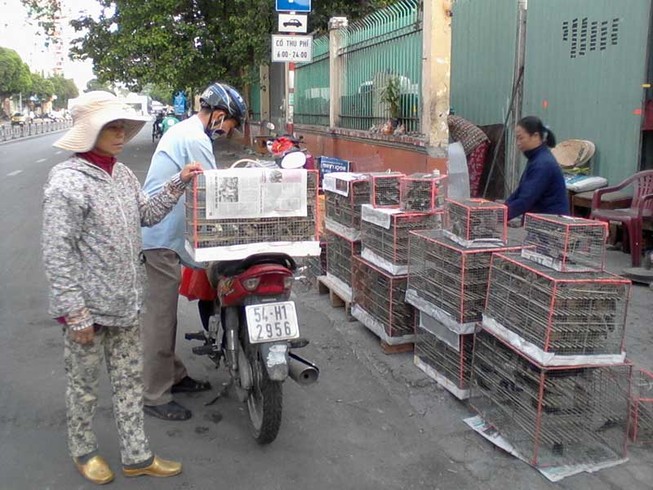 Nên nghiêm cấm việc săn bắt, mua bán chim phóng sinh