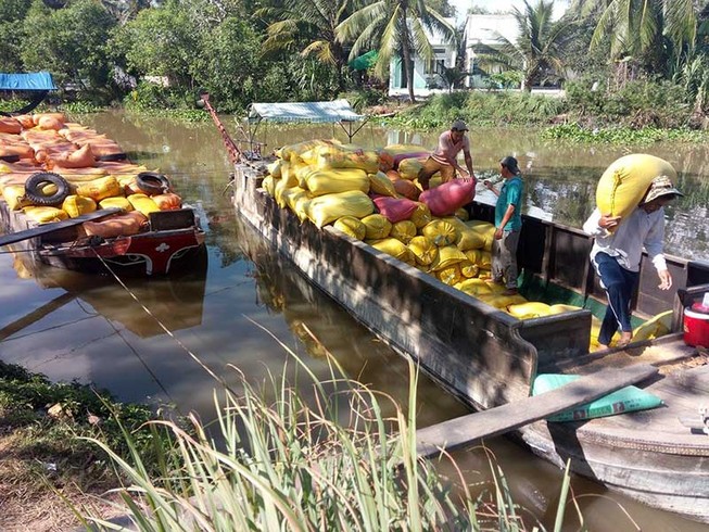 Chính sách lúa gạo không thể cứ ‘ăn đong’