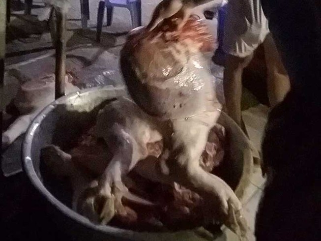Đột nhập lò mổ heo lậu trong đợt dịch tả heo