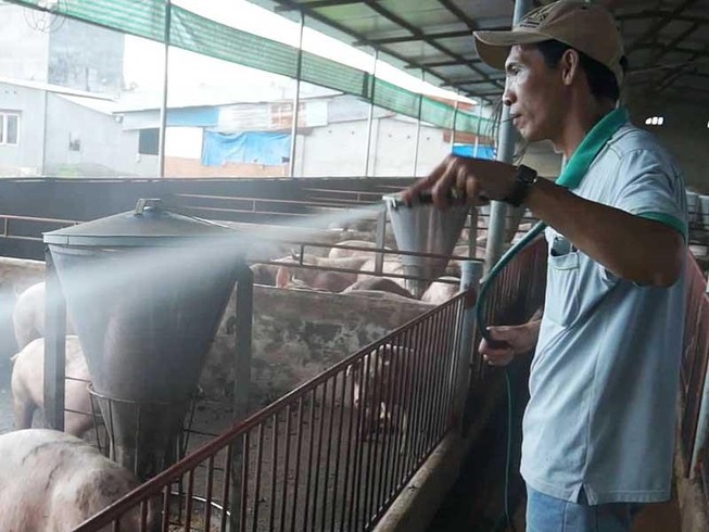 Người nuôi heo ở Đồng Nai căng sức đối phó tả heo châu Phi