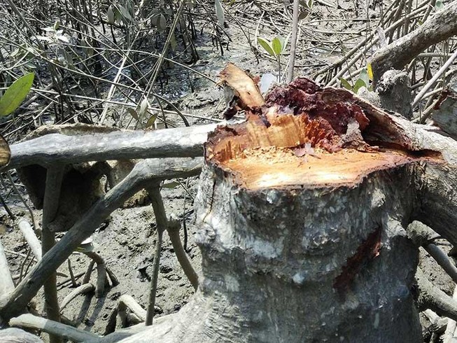 Đồng Nai: Rừng phòng hộ bị chặt phá vô tôi vạ