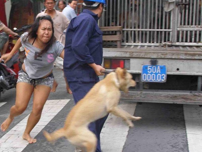 TP.HCM: Nguy cơ từ chó thả rông