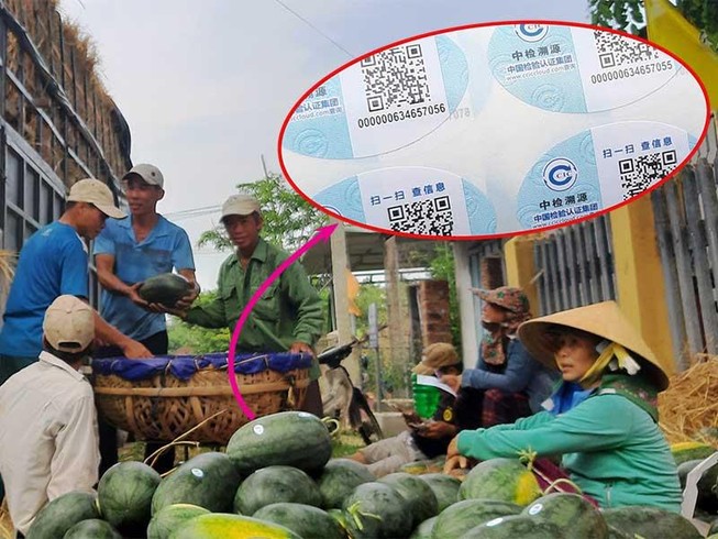 Dưa hấu Việt dán tem Trung Quốc là không sai