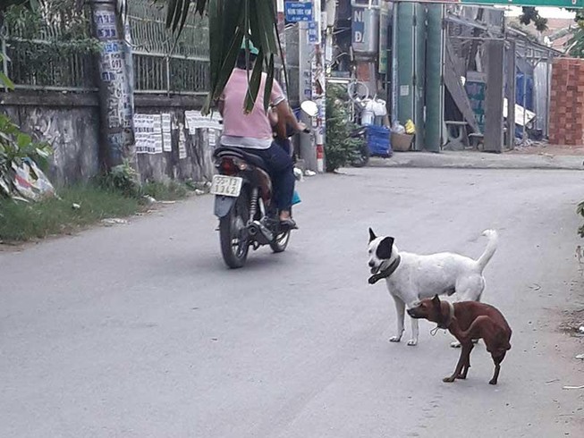 Dân đăng ký nuôi chó, phường không nhận là sai!