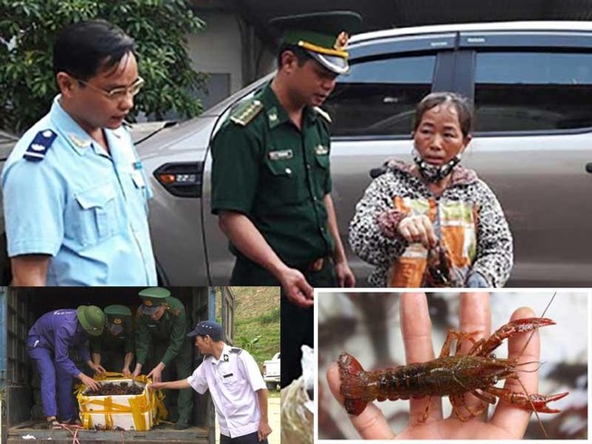 Tôm hùm đỏ: Hại khôn lường
