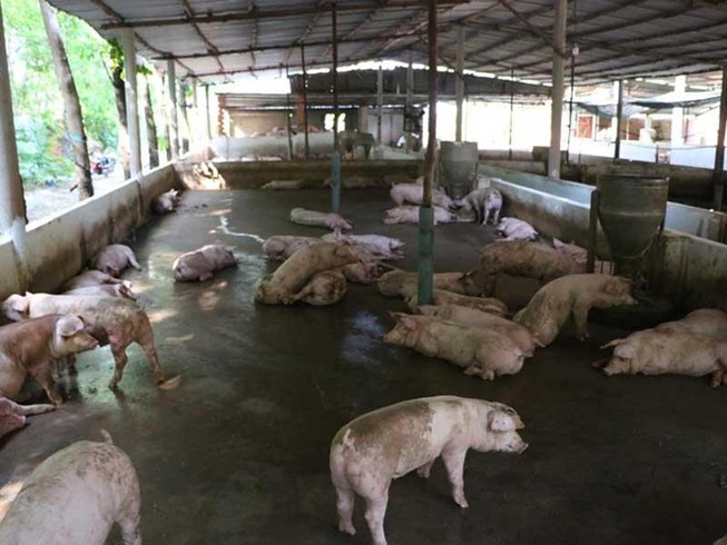 Nông dân Hải Dương sắp được nhận hỗ trợ dịch tả heo châu Phi