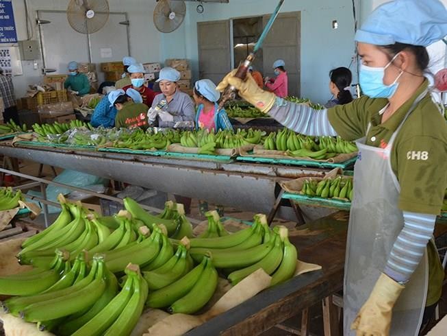 Thị trường Mỹ tiêu thụ nhiều mặt hàng nông sản của Việt Nam. Trong ảnh:Đóng gói trái cây xuất khẩu sang Mỹ. Ảnh: QH