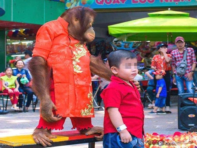 Công viên Đầm Sen nói về thông tin có đười ươi diễn xiếc
