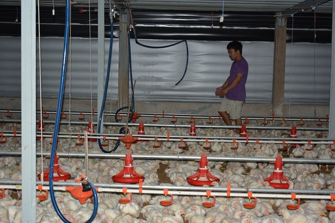 Từ chuyện khủng hoảng giá gà