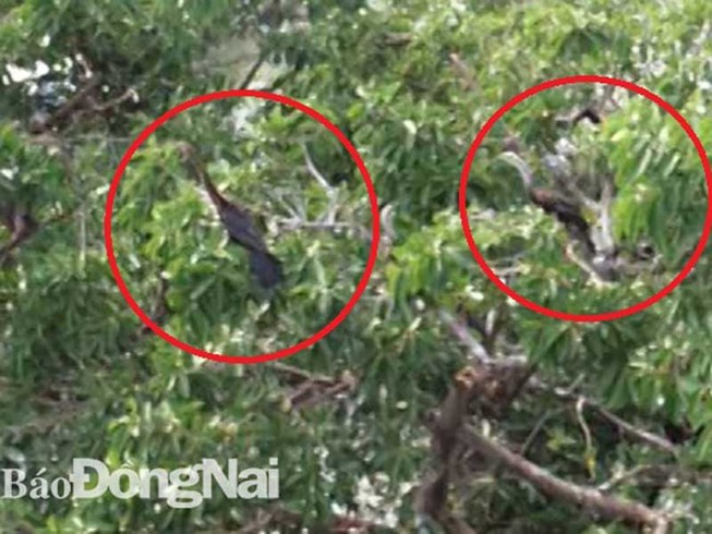 Phát hiện đàn chim cổ rắn quý hiếm tại Đồng Nai