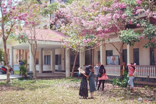 Đại học Cần thơ đẹp mê mẩn bên những hàng cây