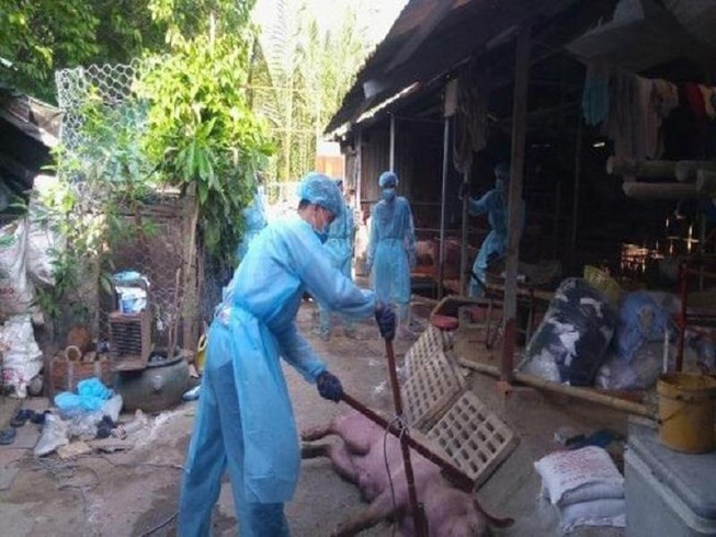 Hỗ trợ phí duy trì đàn heo giống sau dịch tả lợn châu Phi