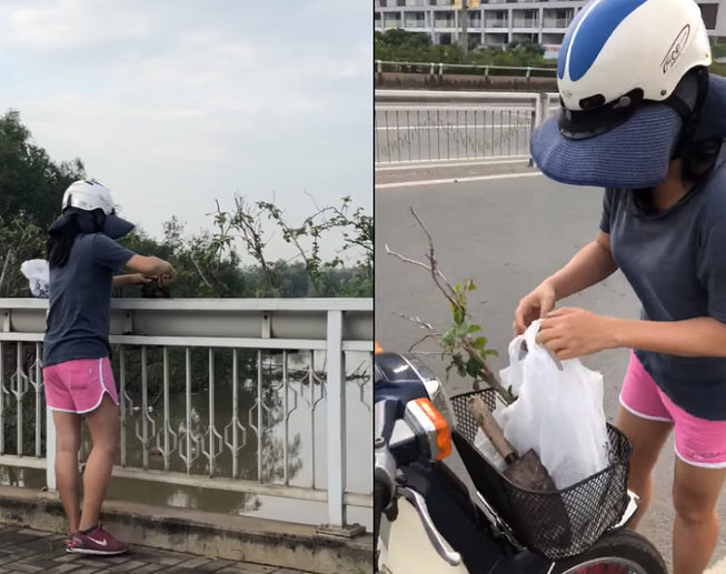 Camera ghi cảnh một phụ nữ trộm cây nơi công cộng