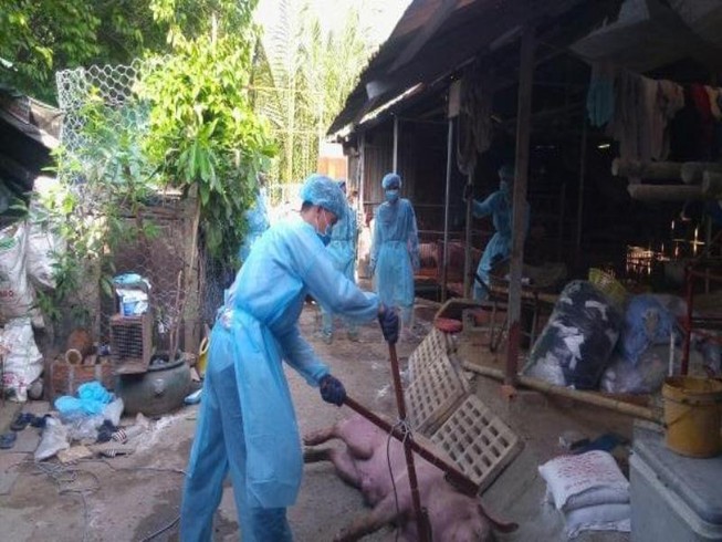 TP.HCM phát hiện ổ dịch tả heo châu Phi đầu tiên