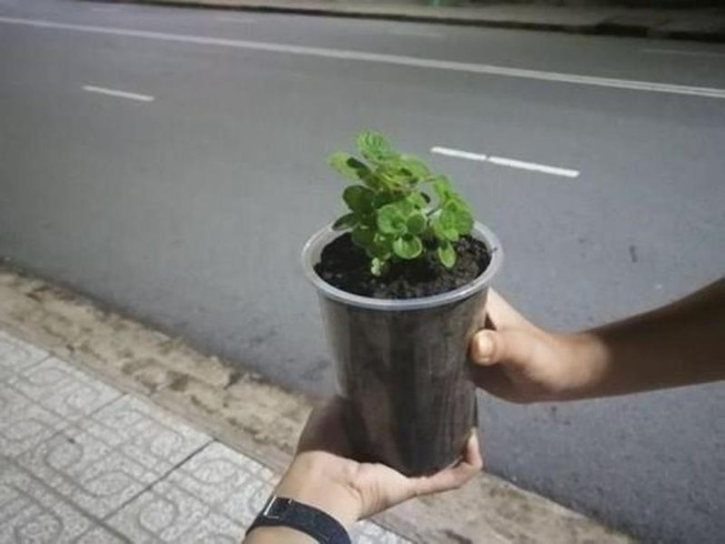 5 chai nhựa đổi chậu sen thơm và những nụ cười