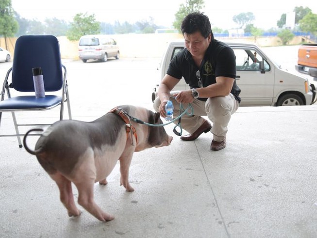 'Ngu như lợn' vẫn có thể trở thành 'nghệ sĩ'