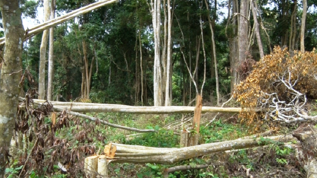 Cách chức Bí thư chi bộ công ty lâm nghiệp để mất rừng