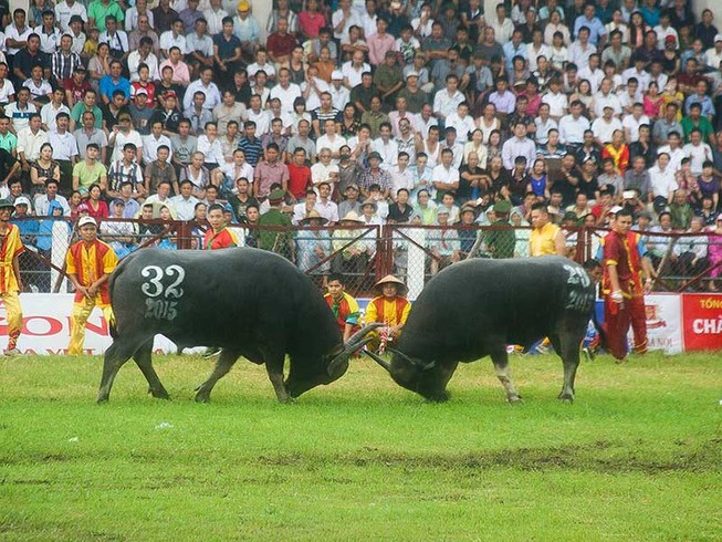 Không có chất kích thích trong trâu chọi húc chủ