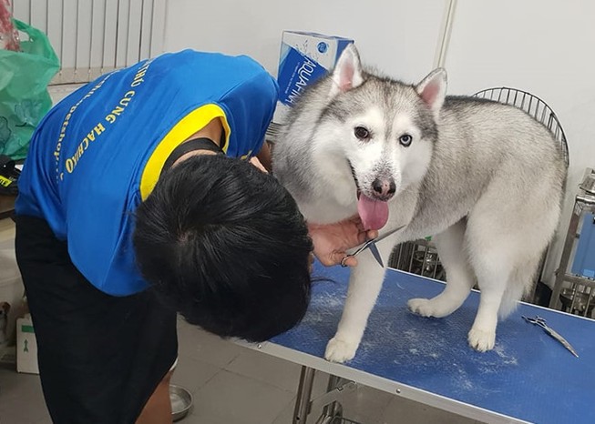 Dịch vụ lưu trú cho thú cưng những ngày Tết tại TP.HCM lên đến nửa triệu đồng mỗi ngày với phòng VIP. Ảnh: NVCC.