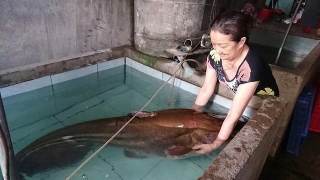 Cá leo ‘khủng’ hơn 80 kg dính câu