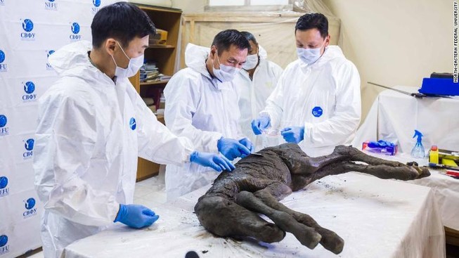 Máu lỏng bên trong một chú ngựa bị đóng băng 42.000 năm
