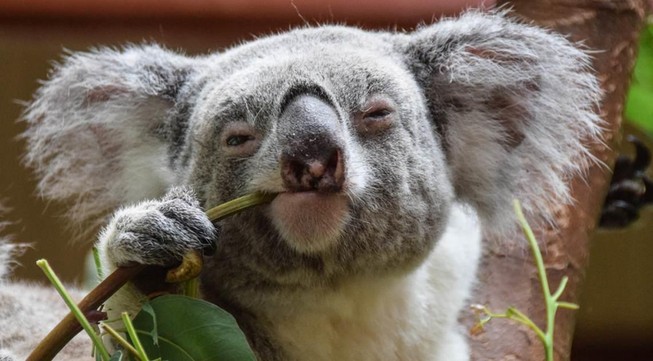 Biểu tượng của nước Úc: Loài gấu túi koala sắp bị tuyệt chủng