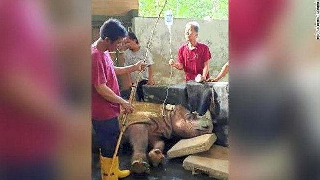 Tê giác Sumatra đực cuối cùng của Malaysia đã chết