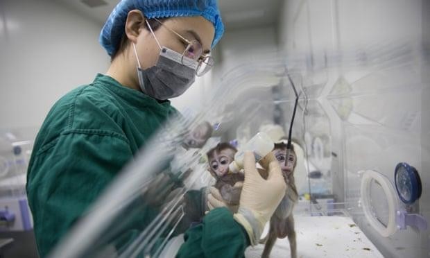 Mẫu vật khỉ lai người đầu tiên ở Trung Quốc và mối lo đạo đức