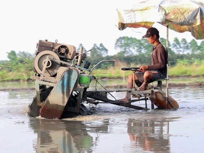 Mùa đặt lú bắt cá đồng ở miền Tây