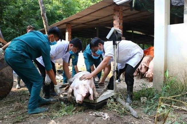 Mức hỗ trợ mới nhất về dịch tả heo châu Phi
