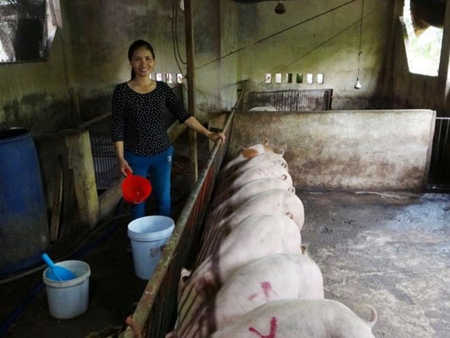 Thực hư heo ăn hèm rượu 'thoát' dịch tả heo châu Phi