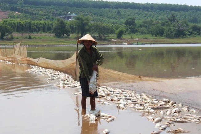 Người dân Bình Phước sửng sốt vì cá chết trắng mặt nước