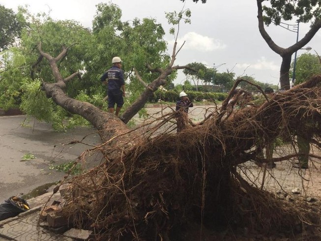 TP.HCM: Cây lớn ngã đổ do gió giật, 3 người đi đường bị thương
