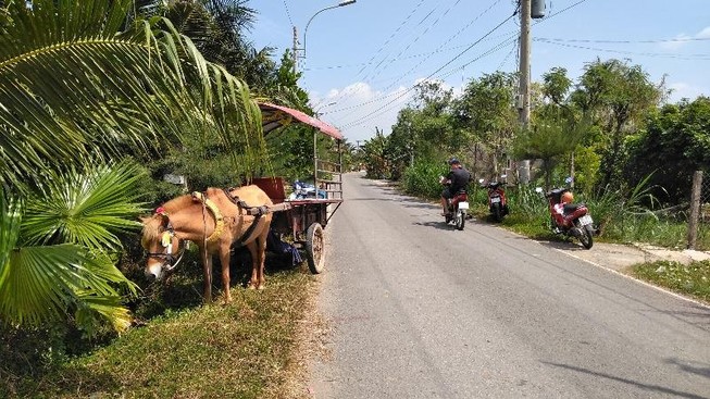1 phụ nữ cầm cương xe ngựa tông bị thương người đi bộ