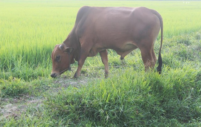 Xét nghiệm ADN… cho bò để tìm chủ