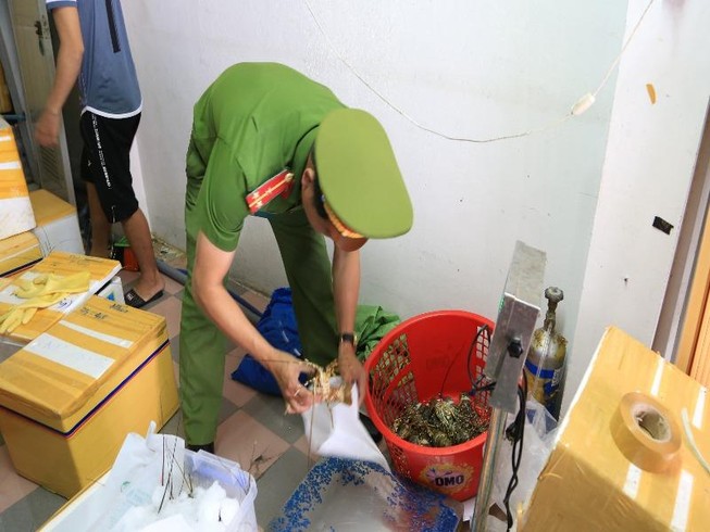 Đà Nẵng: Phát hiện tôm hùm bơm tạp chất tăng trọng