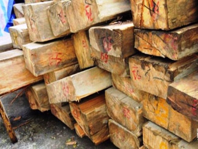 Mất chức vì để chặt phá 36 cây sa mu dầu