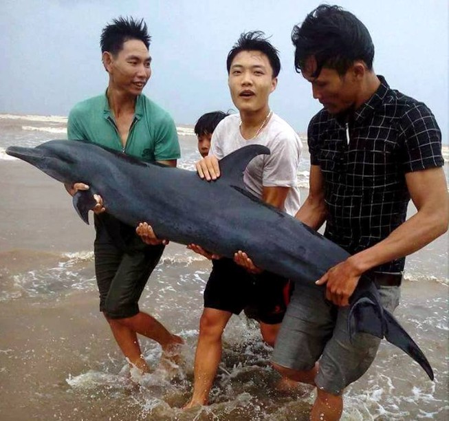 Dân cứu cá heo bị bão số 2 đánh dạt vào bờ