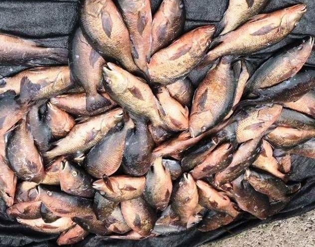 Tìm nguyên nhân hàng trăm kg cá, mực ở Vũng Áng chết