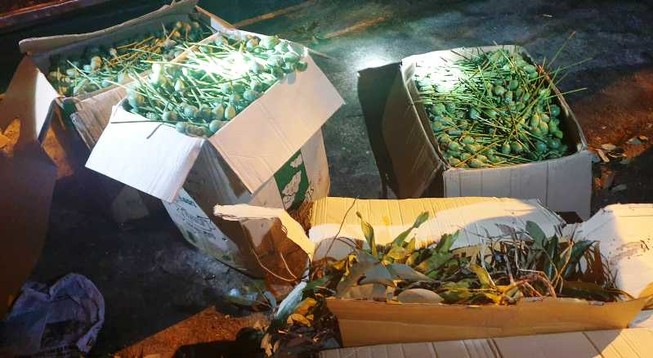 Xe khách chở 64 kg quả thuốc phiện để ngâm rượu...Tết