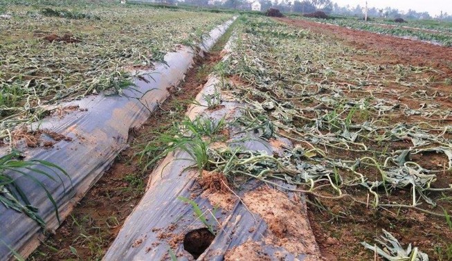 Ngồi khóc giữa đồng vì 5 sào dưa hấu bị kẻ ác phá tan tành