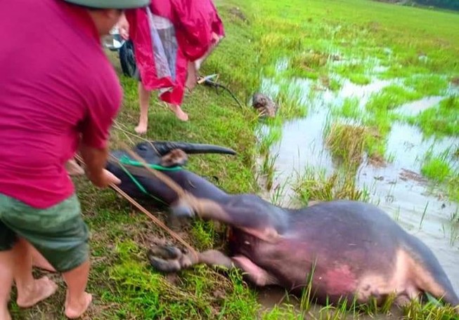 Trâu liên tục bị sét đánh chết khi đang ăn cỏ ngoài đồng