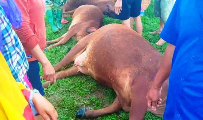 Trời mưa giông, sét đánh chết 6 con bò, 1 người nguy kịch