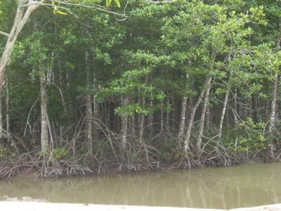 Nguyên phó giám đốc Sở Nông nghiệp Bến Tre bị truy tố