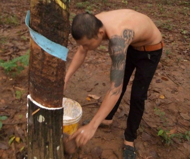 Bí thư Bình Phước yêu cầu xử lý vụ cướp mủ cao su