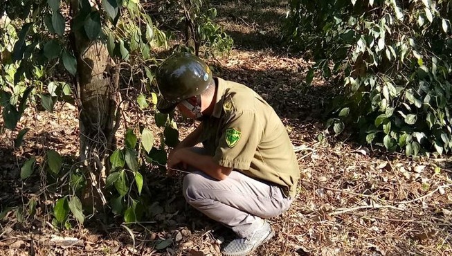 Bình Phước yêu cầu điều tra vườn tiêu người dân bị phá