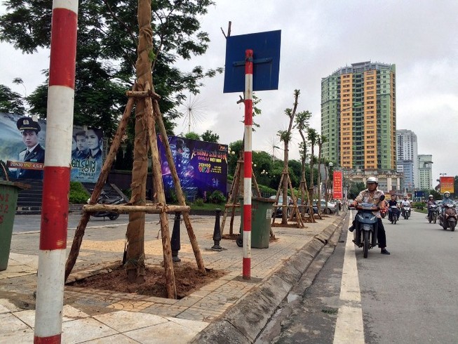 35 cây Lát hoa đầu tiên được trồng mới tại phố Nguyễn Chí Thanh