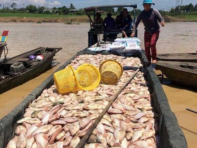 Cá sông La Ngà chết, Sawaco nói gì về nguồn nước cho TP.HCM?