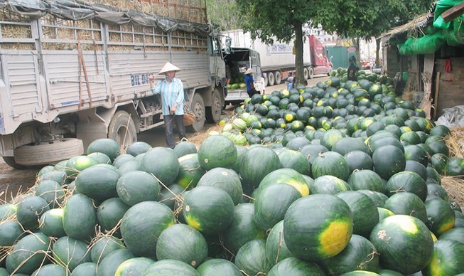 Dưa hấu Tết tắc đường sang Trung Quốc vì tuyết rơi