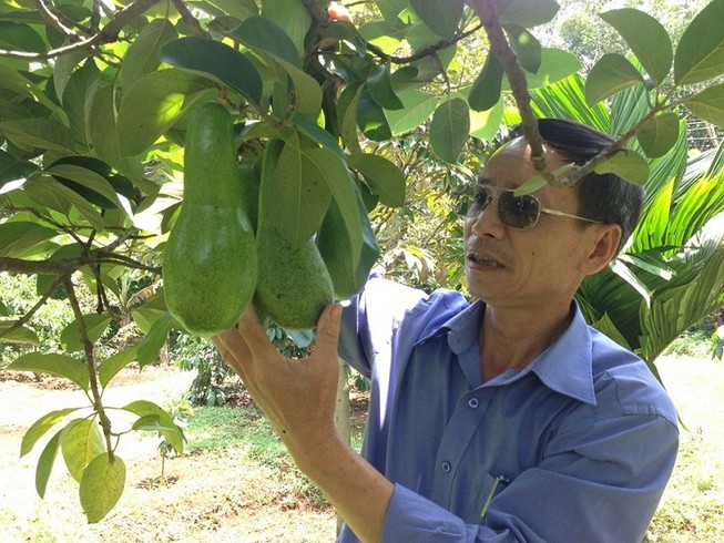 Giá bơ 'xịn' vọt lên 50.000 đồng/kg, dân trúng đậm